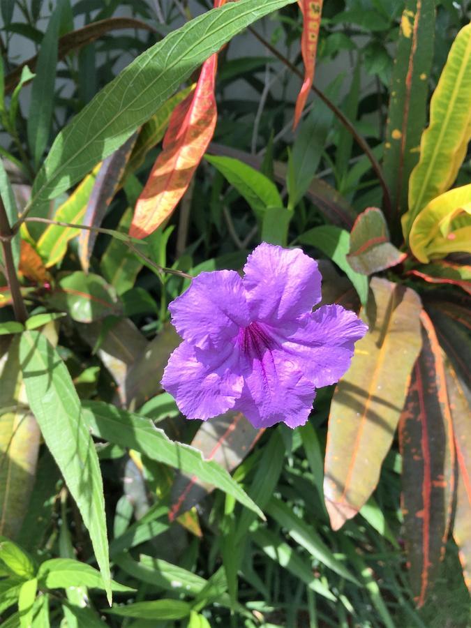 Indah Homestay Seminyak Dış mekan fotoğraf